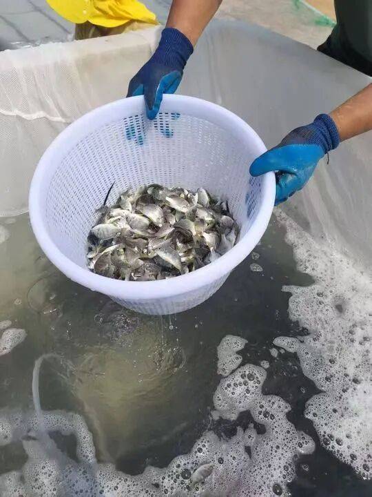 ——中山大学海洋科学学院创新守护“蓝色粮仓”｜新华智见pg电子娱乐平台把实验室搬到“塘头”让成果“游”上餐桌(图1)