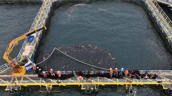 ——中山大学海洋科学学院创新守护“蓝色粮仓”｜新华智见pg电子娱乐平台把实验室搬到“塘头”让成果“游”上餐桌(图8)